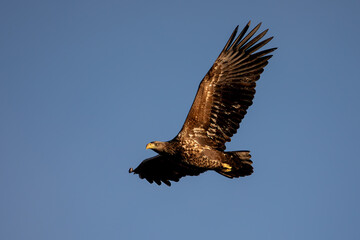 White-tailed Eagle (Haliaeetus albicilla)