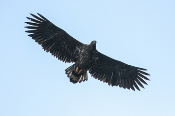 White-tailed Eagle (Haliaeetus albicilla)