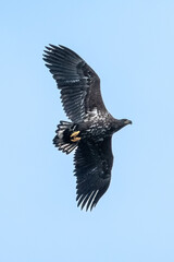 White-tailed Eagle (Haliaeetus albicilla)
