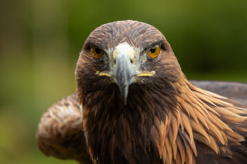 Golden Eagle (Aquila chrysaetos)