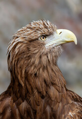 White-tailed Eagle (Haliaeetus albicilla)