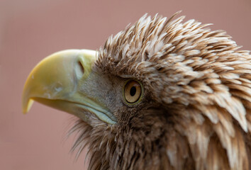 White-tailed Eagle (Haliaeetus albicilla)