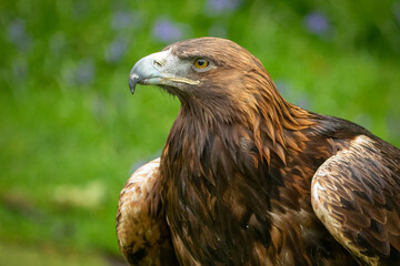 Golden Eagle (Aquila chrysaetos)
