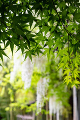 鎌倉2505　英勝寺22　新緑