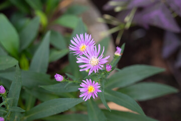 Pink daisy flower