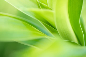 Nature of green leaf in garden at summer. Natural green leaves plants using as spring background cover page greenery environment ecology lime green wallpaper © Fahkamram