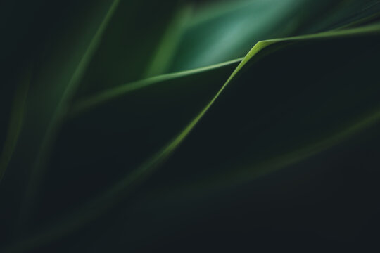 Dark green leaf texture, Natural green leaves using as nature background wallpaper or tropical leaf cover page