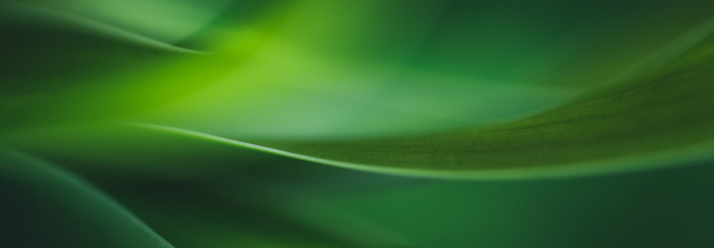 Dark green leaf texture, Natural green leaves using as nature background wallpaper or tropical leaf cover page