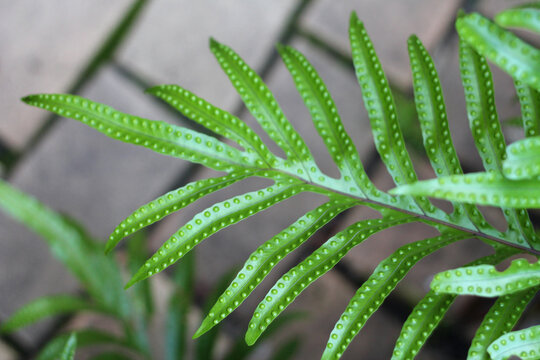 Close up of fern with dots
