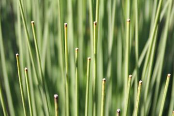 Close up of grass tree leaves