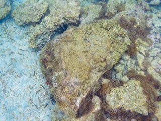 美しいイソギンチャク畑の可愛いミツボシクロスズメダイ（スズメダイ科）の幼魚の大群、トゲチョウチョウウオ（チョウチョウウオ科）の幼魚他
英名学名：
Threespot dascyllus (Dascyllus trimaculatus) 

