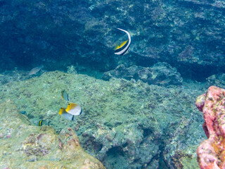 ツノダシ（ツノダシ科）
トゲチョウチョウウオ（チョウチョウウオ科）
フウライチョウチョウウオ（チョウチョウウオ科）,
英名学名：Moorish Idol, Zanclus cornutus,. Threadfin Butterflyfish, Chaetodon Auriga,. Vagabond Butterflyfish, Chaetodon Vagabundus
荒井浜海岸三浦市神奈川県