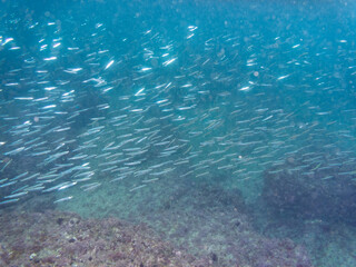 美しいキビナゴ（ニシン科）他の大群。
英名学名：Silver-Stripe Round Herrings (Spratelloides gracilis)
荒井浜海岸三浦市神奈川県-2024
