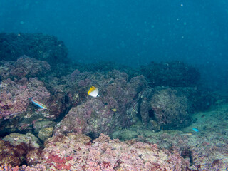 トゲチョウチョウウオ（チョウチョウウオ科）, Threadfin Butterflyfish, Chaetodon...