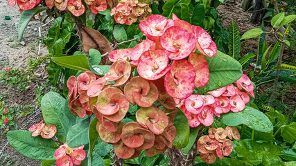 Radiant Crown of Thorns Blossoming Brightly