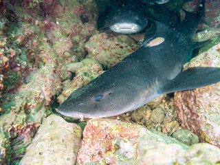 大きく美しいドチザメ（ドチザメ科）。
英名学名：Banded Houndshark, Triakis...