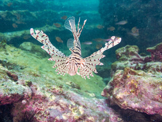 ミノカサゴ（ミノカサゴ亜科）
英名学名：Luna Lionfish, Pterois...