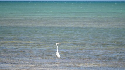 White Egret