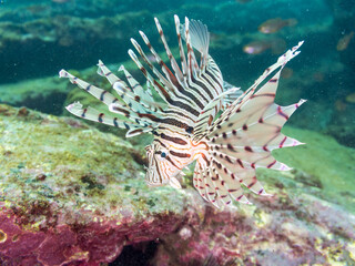 ミノカサゴ（ミノカサゴ亜科）
英名学名：Luna Lionfish, Pterois lunulata
荒井浜海岸三浦市神奈川県-2024
