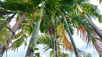 Fototapeta premium Areca Palm Canopy in Lush Harmony