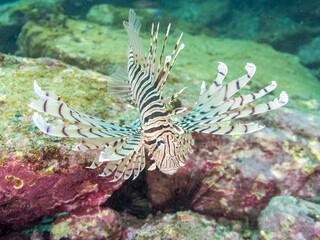 ミノカサゴ（ミノカサゴ亜科）
英名学名：Luna Lionfish, Pterois...