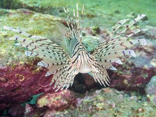 ミノカサゴ（ミノカサゴ亜科）
英名学名：Luna Lionfish, Pterois lunulata
荒井浜海岸三浦市神奈川県-2024
