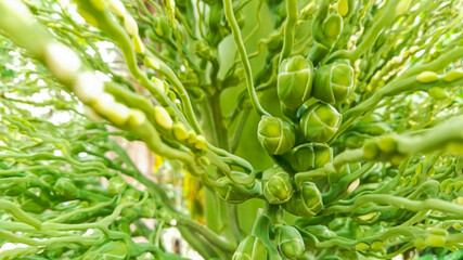 Areca Palm Flower in Lush Green Display