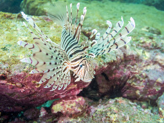 ミノカサゴ（ミノカサゴ亜科）
英名学名：Luna Lionfish, Pterois lunulata
荒井浜海岸三浦市神奈川県-2024
