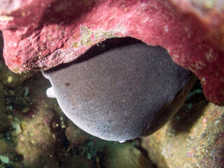 大きく美しいドチザメ（ドチザメ科）。
英名学名：Banded Houndshark, Triakis...