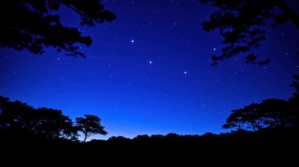 Naklejka premium Starry night sky over trees