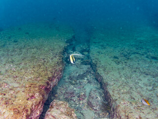 ツノダシ（ツノダシ科）他
英名学名：Moorish Idol, Zanclus...