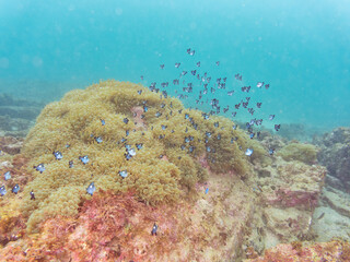 美しいイソギンチャク畑の可愛いミツボシクロスズメダイ（スズメダイ科）の幼魚の大群。
英名学名：
Threespot dascyllus (Dascyllus trimaculatus) 
荒井浜海岸三浦市神奈川県-2024
