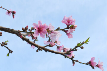 Fresh spring blossom of apple tree with green leaves, Flowering apple tree, Beautiful flowers of apple trees in spring, Spring background, flowering trees, Apple tree flower, Chakwal, Punjab, Pakistan
