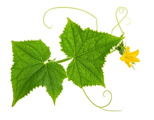 Green Cucumber Plant with Yellow Flower on White