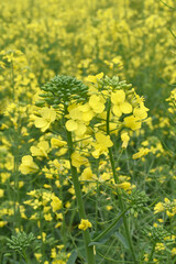 Fototapeta premium Mustard flower field is full blooming, yellow mustard field landscape industry of agriculture, mustard flowers closeup photo, Oil seed crop cultivation in Pakistan, Full Blooming Yellow Mustard Flo Dw
