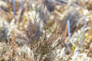 Delicate heather branches glow softly under morning sunlight in natural wetland meadow. Close-up of...