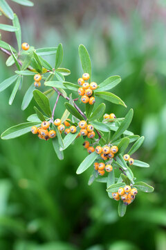 Close up of firethorn shrub