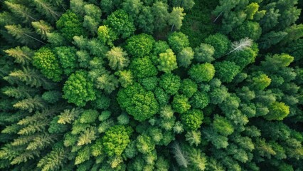 Aerial view of lush green forest canopy with diverse tree species
