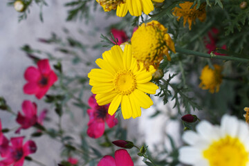 Bright Yellow Crown Daisy, Close-up of a Bright yellow crown daisy flower, blooming in nature,...