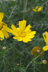 Bright Yellow Crown Daisy, Close-up of a Bright yellow crown daisy flower, blooming in nature, Close-up shot of beautiful yellow Crown Daisy flower (Chrysanthemum coronarium), Crown Daisy,