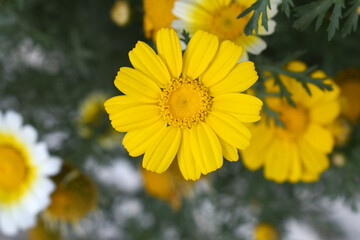 Bright Yellow Crown Daisy, Close-up of a Bright yellow crown daisy flower, blooming in nature,...