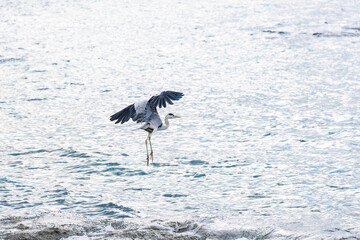 飛翔する美しいアオサギ（サギ科）
英名学名：Grey Heron (Ardea cinerea)
荒井浜海岸三浦市神奈川県-2024
