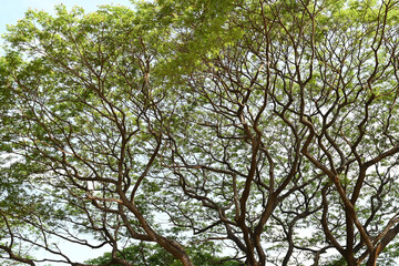 A tree with many branches and leaves is shown in a sky background.