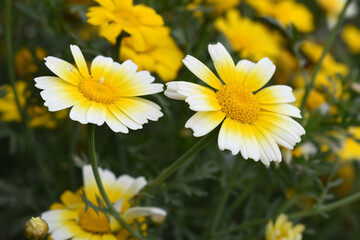 White Yellow Crown Daisy, Close-up of a white and yellow crown daisy flower, blooming in nature,...