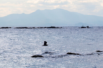 Obraz premium 飛翔する美しいアオサギ（サギ科） 英名学名：Grey Heron (Ardea cinerea) 荒井浜海岸三浦市神奈川県-2024 