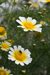 White Yellow Crown Daisy, Close-up of a white and yellow crown daisy flower, blooming in nature, Close-up shot of beautiful White yellow Crown Daisy flower (Chrysanthemum coronarium), Crown Daisy,