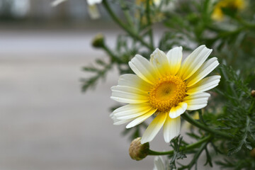White Yellow Crown Daisy, Close-up of a white and yellow crown daisy flower, blooming in nature,...