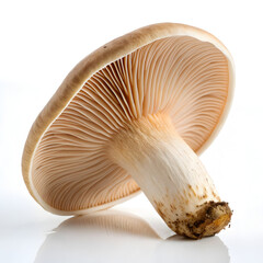 Close-up of a Single Delicate Mushroom isolated white background