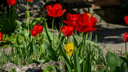  small yellow tulip, shaggy, red tulips, out of focus, large delicate petals, blooming profusely,...