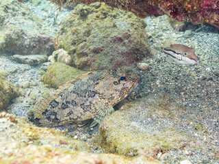 カサゴ（フサカサゴ科）
キタマクラ（フグ科）
英名学名：Marbled Rockfish, Sebastiscus marmoratus
Scribbled Toby (Canthigaster rivulata)
荒井浜海岸三浦市神奈川県-2024
